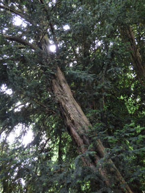 Forêts et sous-bois (Luzarches)